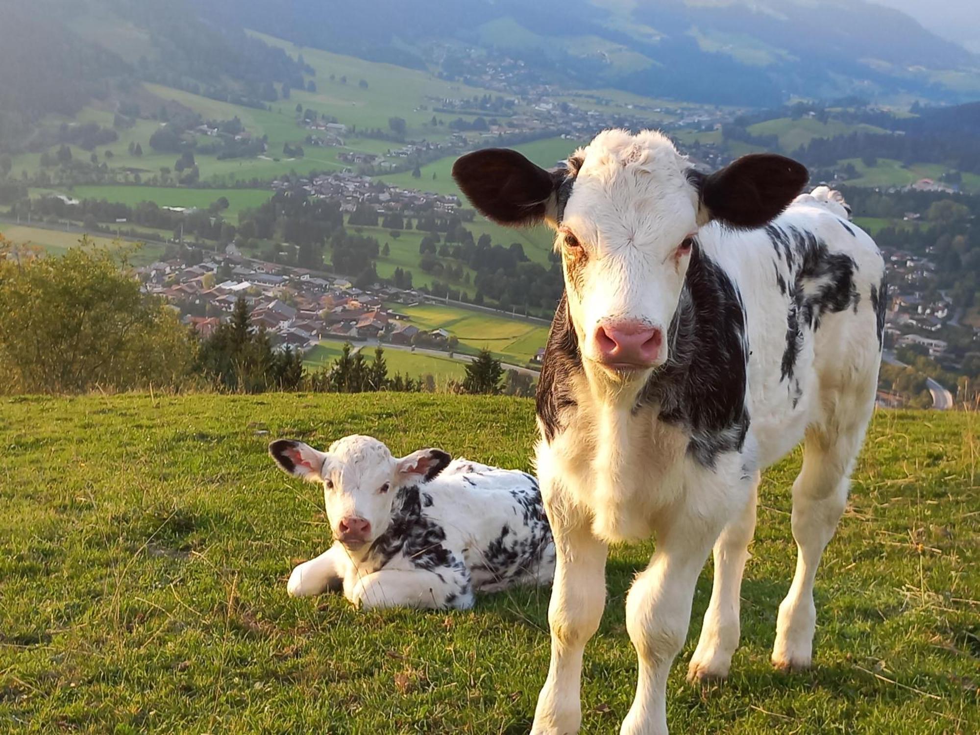 Вілла Hahnenkammblick Кіцбюель Екстер'єр фото